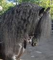 les chevaux
